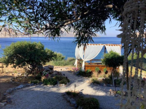 Sylvia's houses